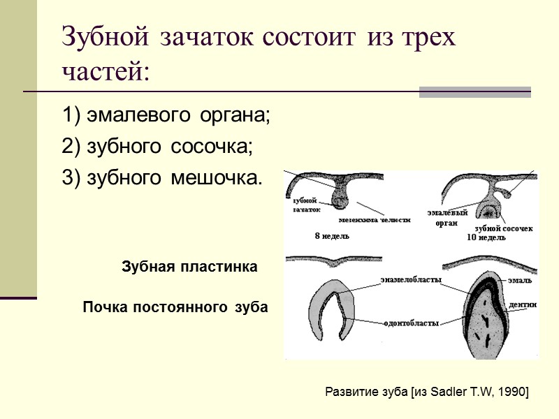 Зубной зачаток состоит из трех частей: 1) эмалевого органа; 2) зубного сосочка; 3) зубного